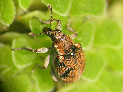 Weed weevil Stenopelmus rufinasus