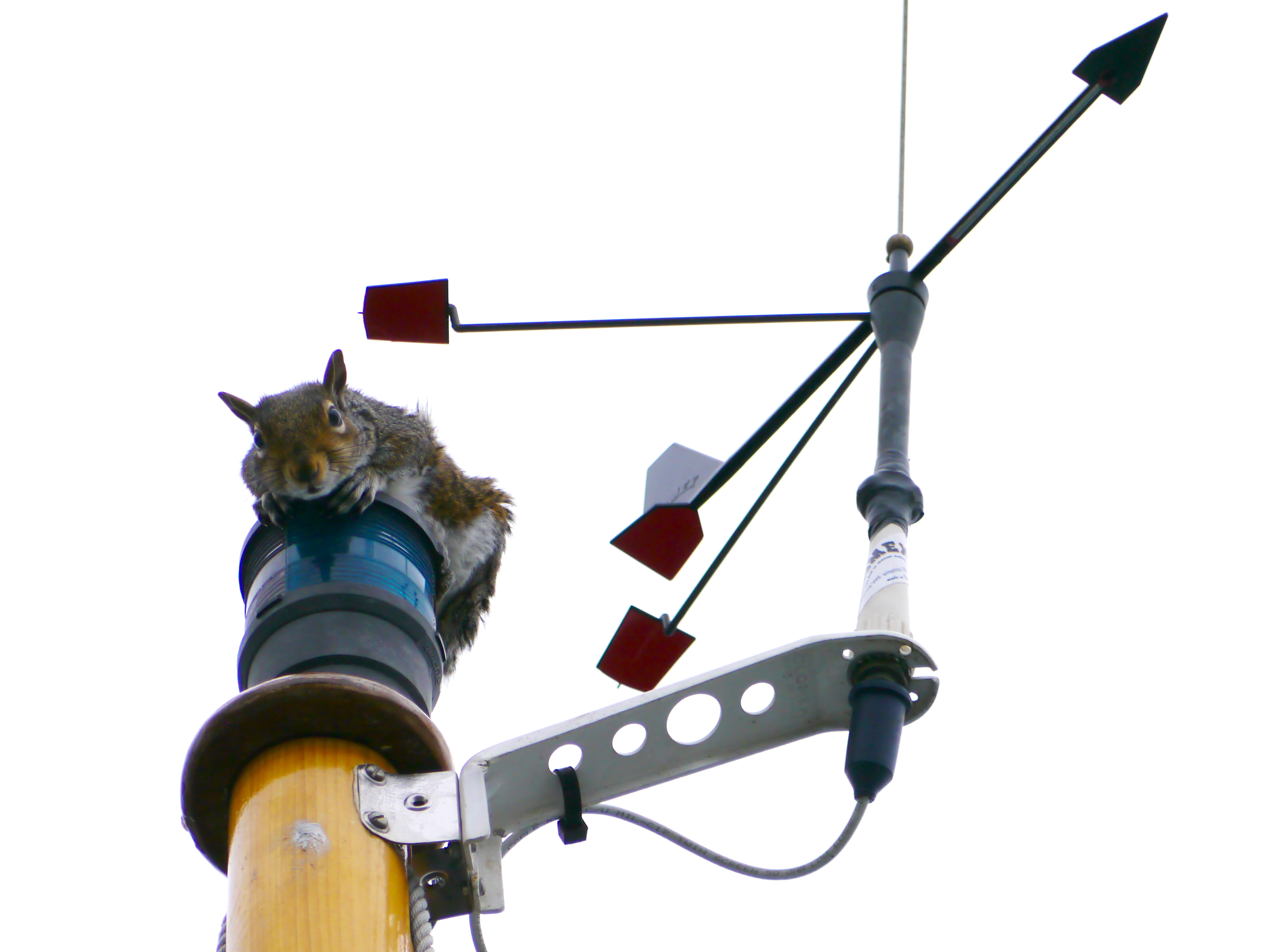 Squirrel up the mast Practical Boat Owner
