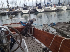 SailingCat2