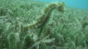 Studland Seahorse