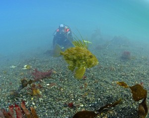 John Dory and diver. Credit: Paul Naylor / Marine Conservation Society