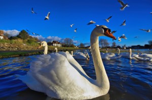 Chichester_The Birds Jake Jacobs