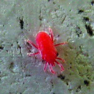 SpiderMite