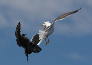 Arctic skua attacks lesser black-backed gull