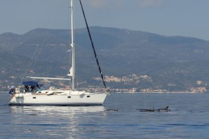 dolphin ionian greece