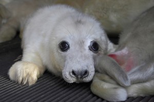 Seal Pup