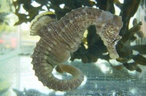 seahorse