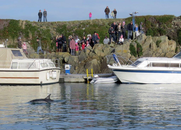 Fortune the Dolphin swimming around Beaucette Marina. Credit: Tony Rive