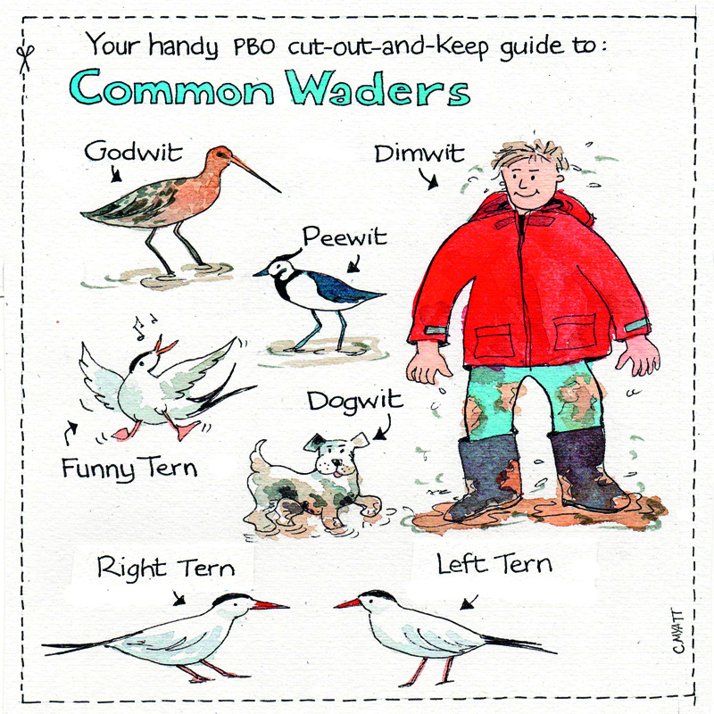 Dave Selby PBO column illustration by Claudia Myatt - birds