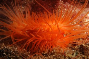 Flame Shell Marine Scotland Image Bank