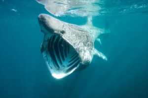 baskingshark