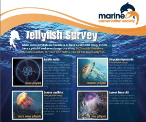 MCA Jellyfish Survey