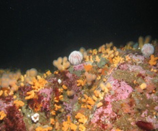 Scottish MPAs_Image courtesy of Joint Nature Conservation Committee