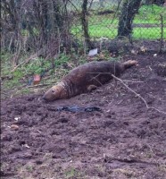 The seal found in a field in Merseyside. Credit: Cheshire Police