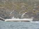 The Astrid tall ship going ashore. Photograph courtesy of Provision Cork