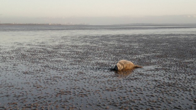 Seal on the beach at Formby. Credit: Liverpool and Crosby Coastguard