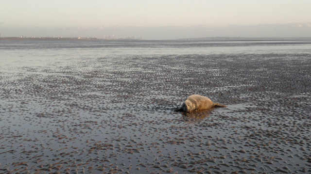 Seal on the beach at Formby. Credit: Liverpool and Crosby Coastguard