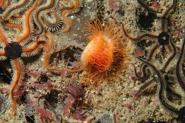 Flame shell and brittlestars. Credit: Scottish Natural Heritage