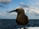 A Brown Noddy claims a radome as its perch halfway between Ascension Island and Barbados. Credit: Ellen Massey Leonard