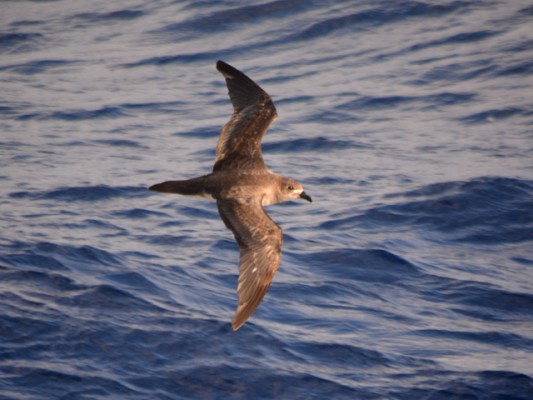 A Trindade Petrel at home a thousand miles from shore. Credit: Michael Sammer