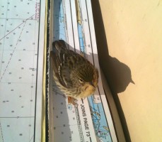 A tiny Blackpoll Warbler, a migrant between Canada and South America, rests in the cockpit of s-v Cinderella about 20 miles off the Florida coast. Credit: Jaye Lunsford
