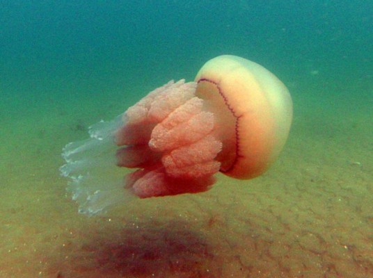 Barrel jellyfish. Credit: Sam Morys