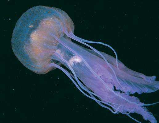 Mauve stinger. Credit: Paul Naylor