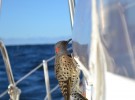 Woodpeckers at sea, for the second season in a row - a Northern Flicker reported 20 to 60 miles off the mid-Atlantic coast of the U.S. Credit: LeAnn Marchman