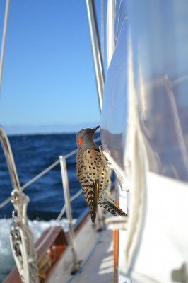 Woodpeckers at sea, for the second season in a row - a Northern Flicker reported 20 to 60 miles off the mid-Atlantic coast of the U.S. Credit: LeAnn Marchman