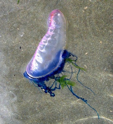 Portuguese Man O War. Credit: Peter Soper