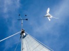 A white-tailed tropicbird. Credit:Ellen-Leonard. Credit: Ellen Massey Leonard