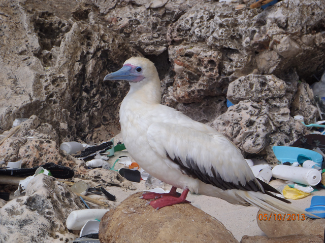 A red-footed booby on Christmas Island in the Indian Ocean. Credit: CSIRO, Britta Denise Hardesty