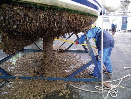 Neglect to apply antifouling and this is the inevitable result