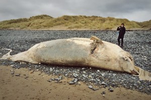 Dead whale washes ashore in Wales. Photographs taken by Ali Chedgy Dyfi National Nature Reserve Natural Resources Wales