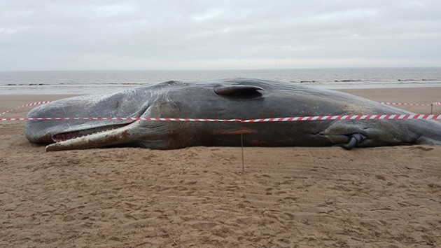 The third whale found dead on beach near Skegness