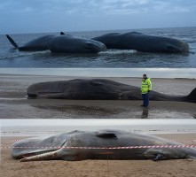 Sperm whales washed up off the East coast of England