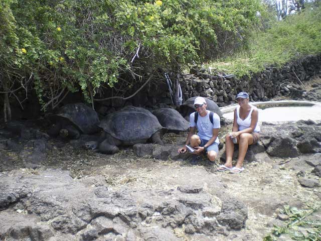 The giant tortoises of the Galapagos