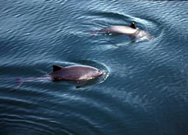 Harbour porpoise. Credit: Hebridean Whale & Dolphin Trust