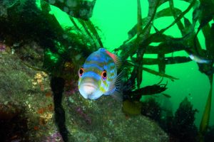 Cuckoo wrasse male. Credit Paul Naylor