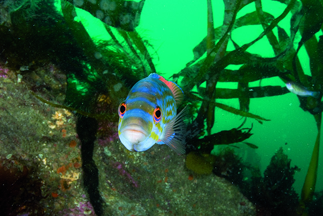 Cuckoo wrasse male. Credit Paul Naylor
