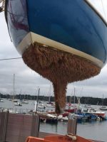 ...An eloquent indication of the need for antifouling. Credit: Waldringfield Boatyard Facebook page