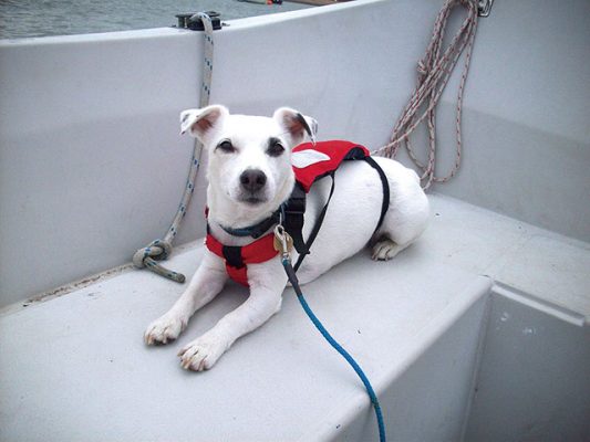 ...and here’s Bart enjoying a siesta on board Marlin