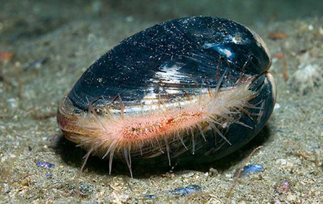 One of the 220-year-old clams in Belfast Lough now protected in a Marine Conservation Zone. Credit: Paul Kay