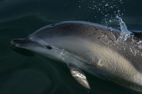 Common dolphin. Credit: C. Booth