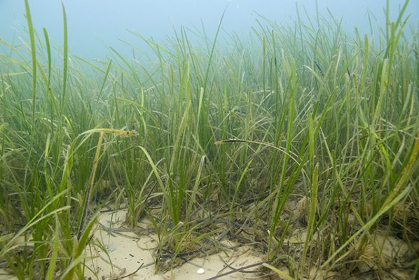 Eelgrass bed, Studland. Credit: Paul Naylor