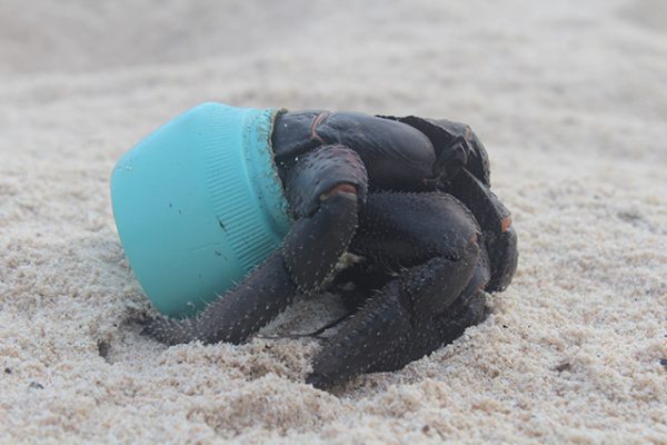 One of many hundreds of crabs that now make their homes out of plastic debris washed up on Henderson Island, this particular item is an Avon cosmetics jar. Credit Dr. Jennifer Lavers