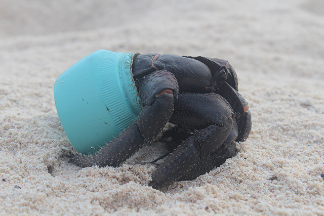 One of many hundreds of crabs that now make their homes out of plastic debris washed up on Henderson Island, this particular item is an Avon cosmetics jar. Credit Dr. Jennifer Lavers