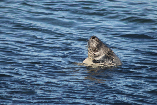 Grey seal. Credit: Mònica Arso – SMRU
