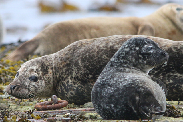 Harbour seal mum-pup pair. Credit: Mònica Arso – SMRU