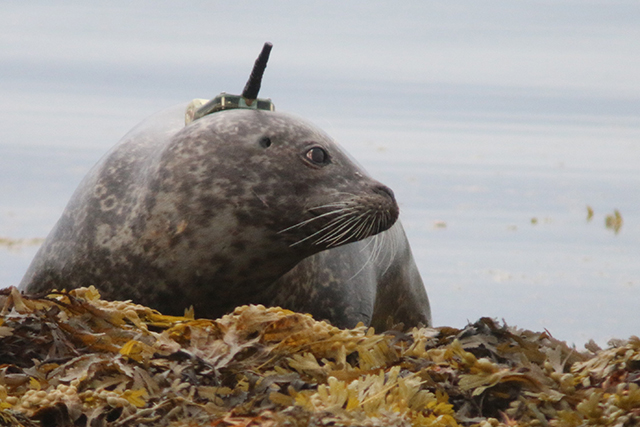 Harbour seal with tag. Credit: Mònica Arso – SMRU